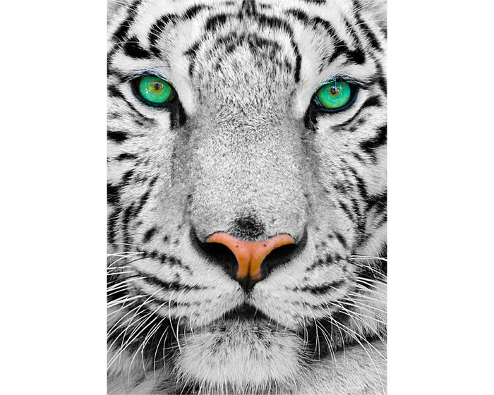 Tigre Blanco Siberiano: Rompecabezas 1000 Piezas Enjoy Puzzle