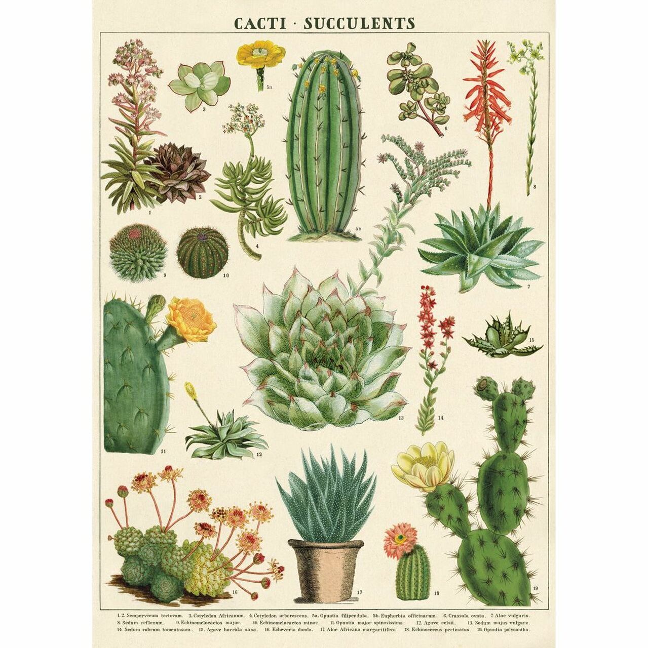 Rompecabezas Vintage Succulents